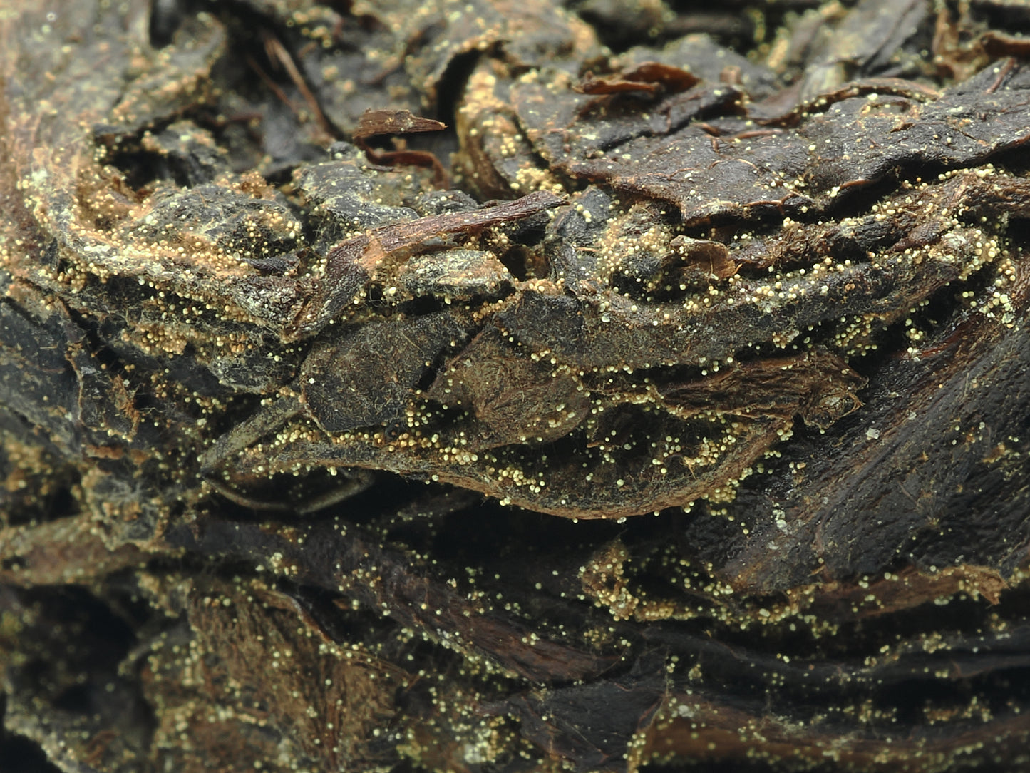 Macro close-up of golden flowers (Eurotium cristatum) on Cha Zhi Ji Gao Ma Jin Hua Hei Cha compressed tea surface