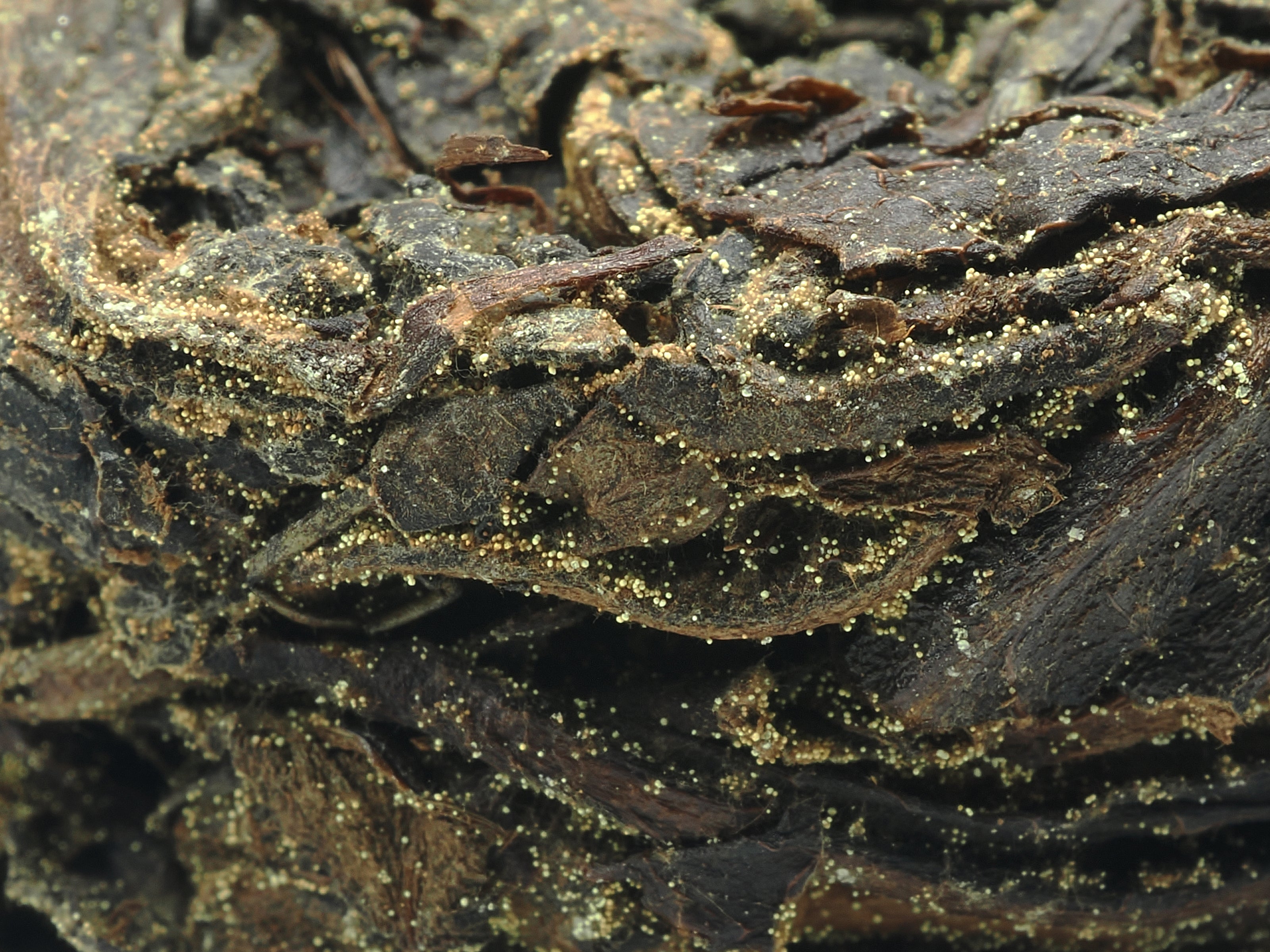 Macro close-up of golden flowers (Eurotium cristatum) on Cha Zhi Ji Gao Ma Jin Hua Hei Cha compressed tea surface